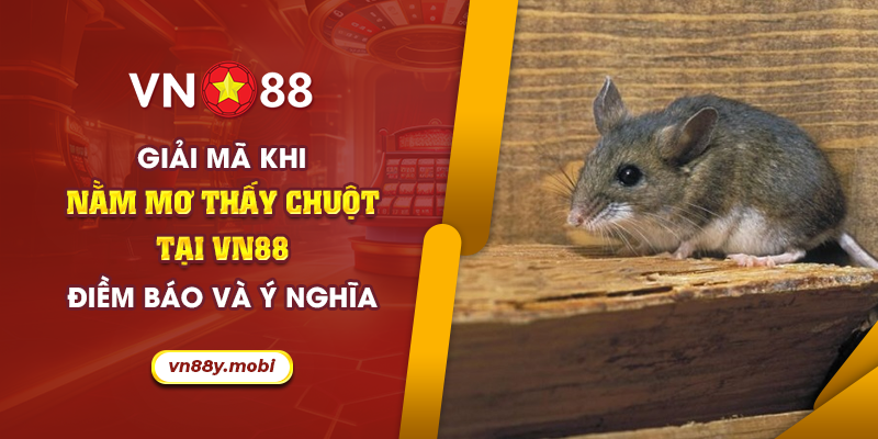 Giải mã khi nằm mơ thấy chuột tại VN88: Điềm báo và ý nghĩa 1 64 Giai ma khi nam mo thay chuot tai VN88 Diem bao va y nghia