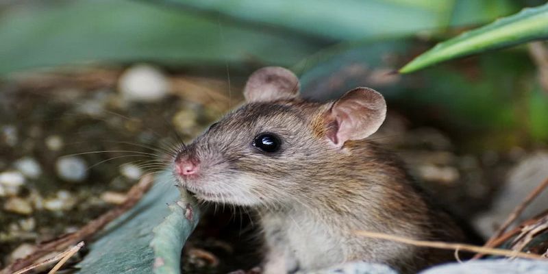 Giải mã khi nằm mơ thấy chuột tại VN88: Điềm báo và ý nghĩa 4 Cách xử lý giúp bạn kiểm soát và giải quyết tâm trạng khi nằm mơ thấy chuột